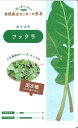 【代引不可】【送料5袋まで80円】 seed たね tane 種 種子 □ルッコラ ロケット フックラ小袋 ◇種子種子 ハーブ 種ルッコラフックラ小袋種子種子 ハーブ 種 seed たね tane 種 種子ルッコラフックラ小袋種子種子 ハーブ 種 see