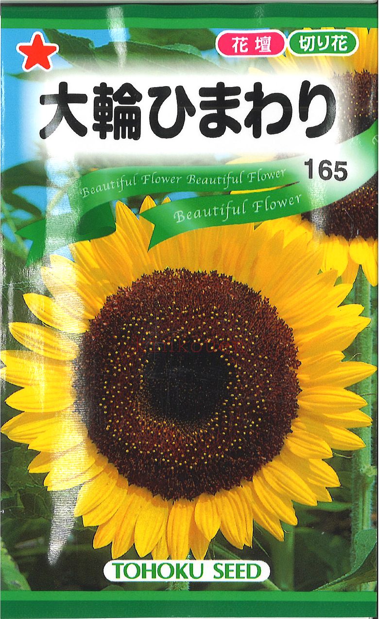 【ひまわりの種】ガーデニング初心者におすすめを教えて！