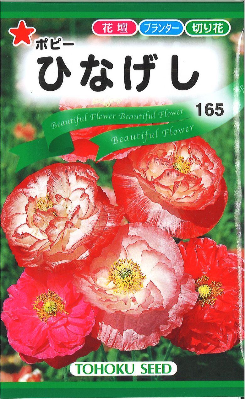  s  5܂܂80~  seed  tane  q ^l ЂȂ                                        