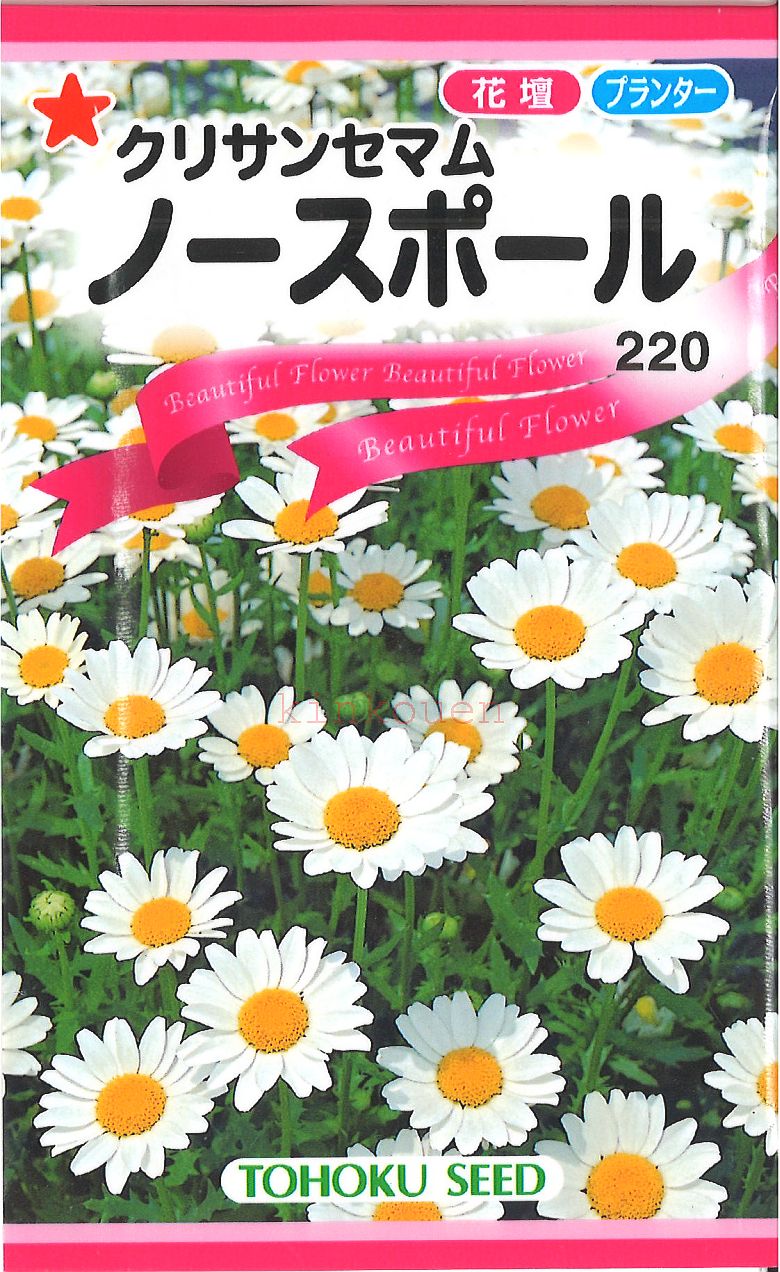 【代引不可】【送料5袋まで80円】◇ seed たね tane 種 種子 タネ □ノースポール花の種■花 種 花 種 花 種 花 種 花 種 花 種 花 種 花 種 花 種 花 種 花 種 花 種 花 種■花 種 花 種 花 種 花 種 花 種■