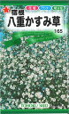 《トーホクの種》《家庭菜園》《園芸》《ガーデニング》《ベランダガーデン》□ 【代引き不可】【メール便】種子★ト-ホク 宿根八重かすみ草