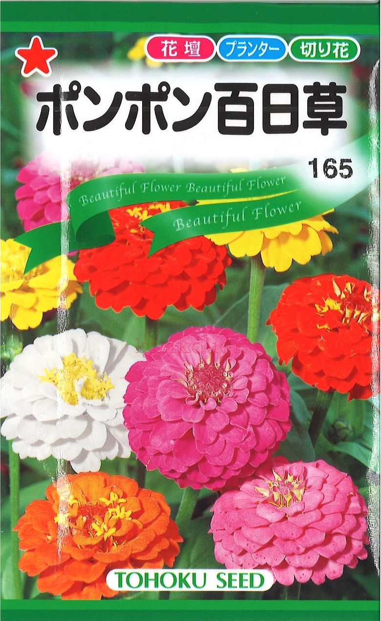 ◇ seed たね tane 種 種子 タネ □ポンポン百日草■花 種 花 種 花 種 花 種 花 種 花 種 花 種 花 種 花 種 花 種 花 種 花 種 花 種■花 種 花 種 花 種 花 種 花 種 花