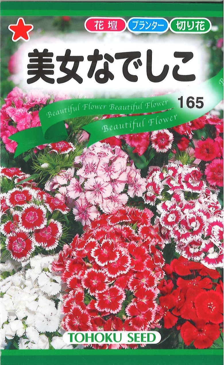 【代引不可】【送料5袋まで80円】◇ seed たね tane 種 種子 タネ □美女なでしこ■花 種種子 種子 季節 種子 花 種種子 種子 季節 種子 花 種種子 種子 季節 種子 花 種種子 種子 季節 種子 花 種種子 種子 季節 種子 花