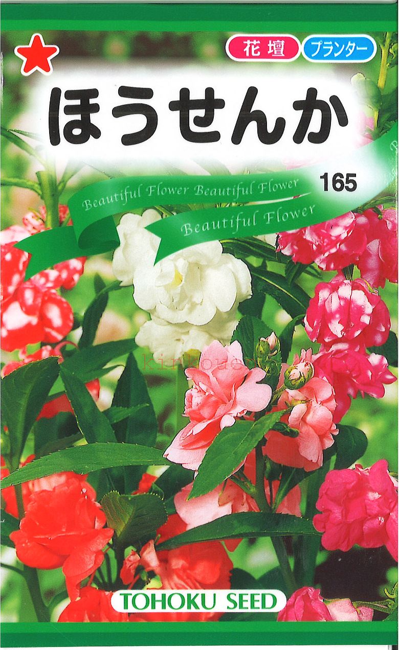 【代引不可】【送料5袋まで80円】◇ seed たね tane 種 種子 タネ □ほうせんか■花 種 花 種 花 種 花 種 花 種 花 種 花 種 花 種 花 種 花 種 花 種 花 種 花 種■花 種 花 種 花 種 花 種 花 種 花 種 花