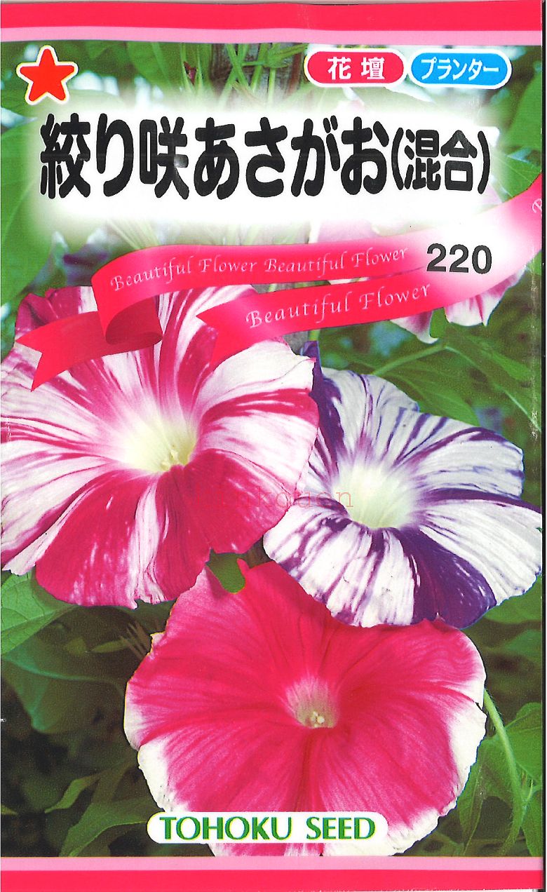 【代引不可】【送料5袋まで80円】 seed たね tane 種 種子 タネ 絞り咲あさがお 花 種 花 種 花 種 花 種 花 種 花 種 花 種 花 種 花 種 花 種 花 種 花 種 花 種 花 種 花 種 花 種 花 種 花…