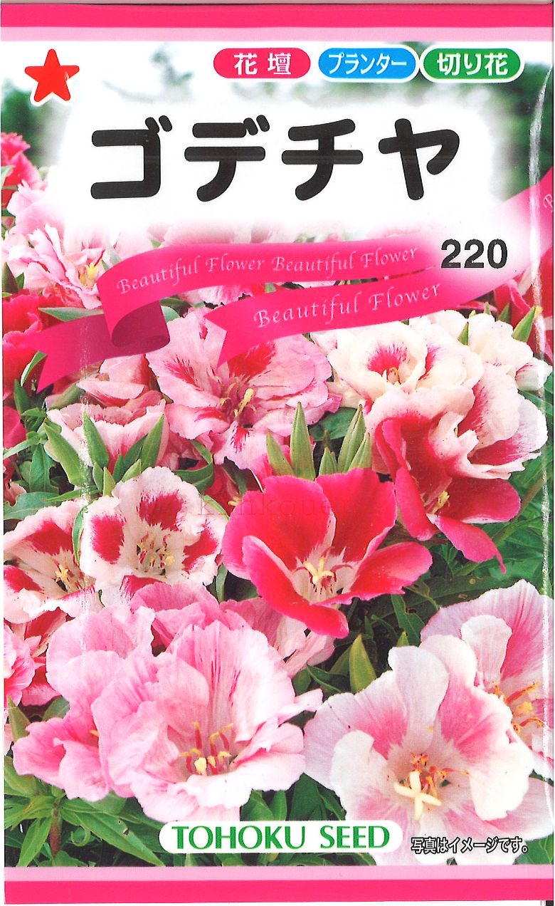 【代引不可】【送料5袋まで80円】◇ seed たね tane 種 種子 タネ □ゴデチャ■花 種  ...