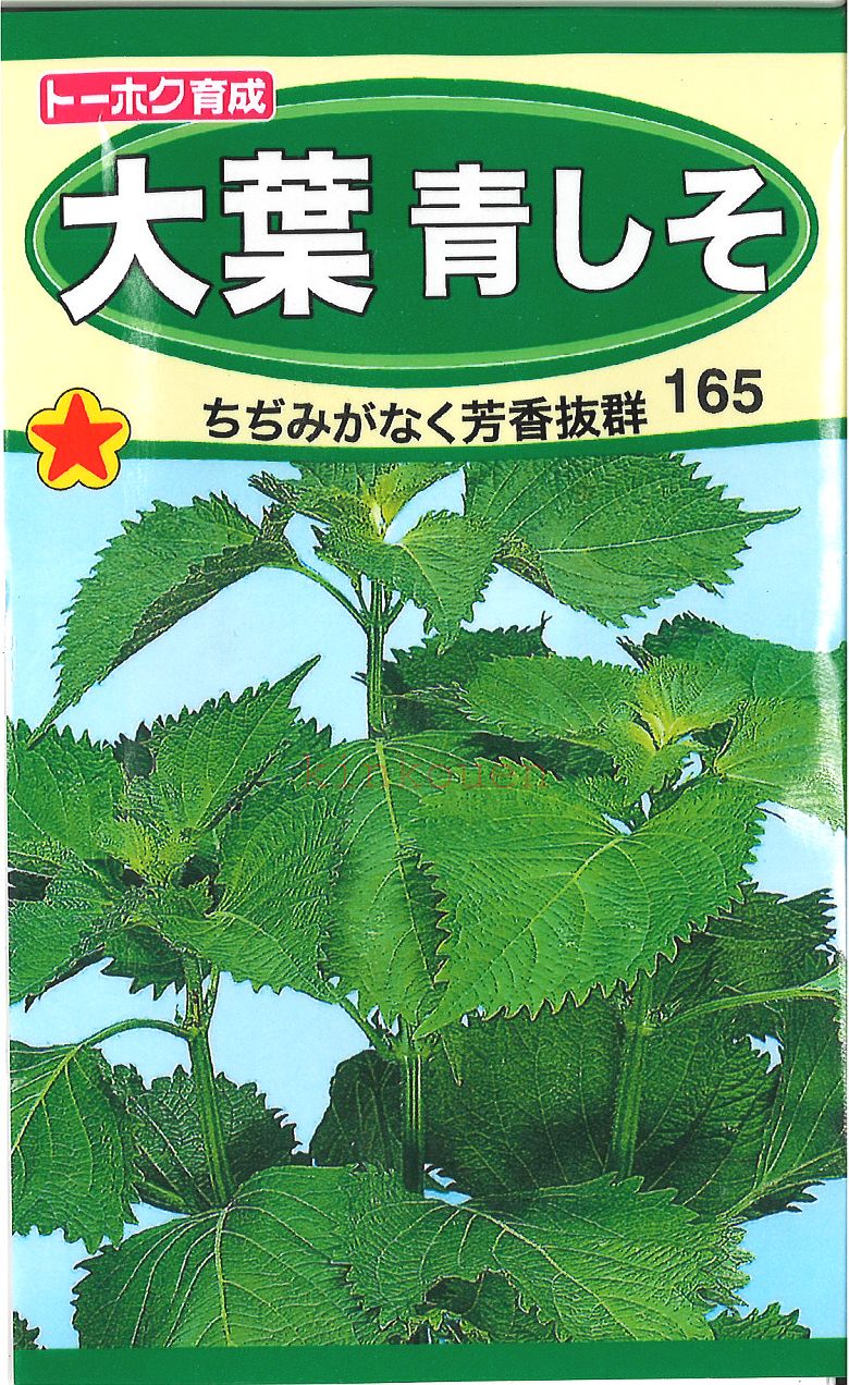 ミニトマト種　サカタ交配　アイコ　　サカタのタネのミニトマト品種です。種のことならグリーンデポ