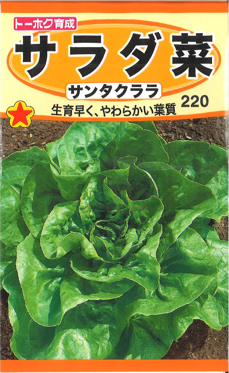 【代引不可】【送料5袋まで80円】◇ seed たね tane 種 種子 タネ □サラダ菜サンタクララ■種子 葉野菜 他 種 種子 葉野菜 他 種 種子 葉野菜 他 種 種子 葉野菜 他 種 種子 葉野菜 他 種 種子 葉野菜 他 種 種子 葉野