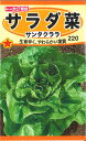 ◇ seed たね tane 種 種子 タネ □サラダ菜サンタクララ■種子 葉野菜 他 種 種子 葉野菜 他 種 種子 葉野菜 他 種 種子 葉野菜 他 種 種子 葉野菜 他 種 種子 葉野菜 他 種 種子 葉野