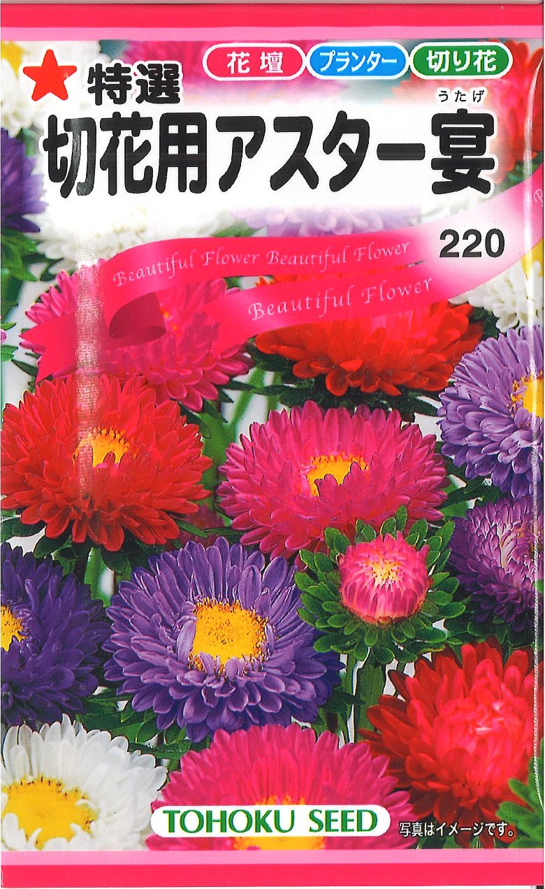 【代引不可】【送料5袋まで80円】◇ seed たね tane 種 種子 タネ □切花用アスター宴■花 種 花 種 花 種 花 種 花 種 花 種 花 種 花 種 花 種 花 種 花 種 花 種 花 種■花 種 花 種 花 種 花 種 花 種 花■