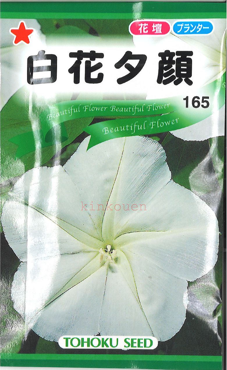 【代引不可】【送料5袋まで80円】◇ seed たね tane 種 種子 タネ □白花夕顔■花 種種子 ウタネ 花 種種子 ウタネ 花 種種子 ウタネ 花 種種子 ウタネ 花 種種子 ウタネ 花 種種子 ウタネ 花 種種子 ウタネ 花 種種子 ウタ