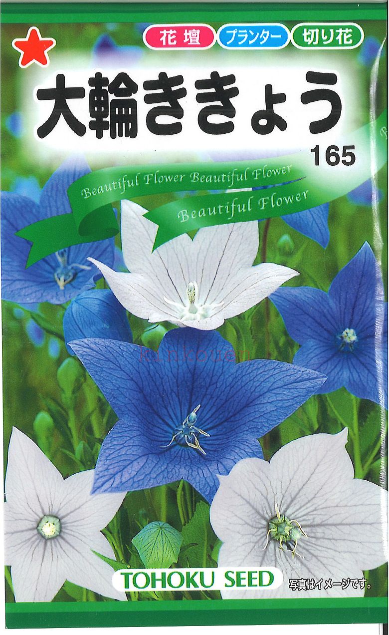 【代引不可】【送料5袋まで80円】◇ seed たね tane 種 種子 タネ □大輪ききょう■花 種 花 種 花 種 花 種 花 種 花 種 花 種 花 種 花 種 花 種 花 種 花 種 花 種■花 種 花 種 花 種 花 種 花 種 花 種■