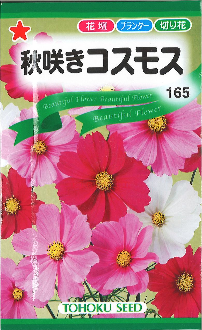 3-1-1【代引不可】【送料5袋まで80円】 □秋咲きコスモス ■ seed たね tane 種 種子 花の種 コスモスの種 コスモスのたね　植木鉢ポイント消化 P