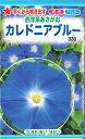 【代引不可】【送料5袋まで80円】◇ seed たね tane 種 種子 タネ □カレドニアブルー■花 種 花 種 花 種 花 種 花 種 花 種 花 種 花 種 花 種 花 種 花 種 花 種 花 種■花 種 花 種 花 種 花 種 花 種■ その1