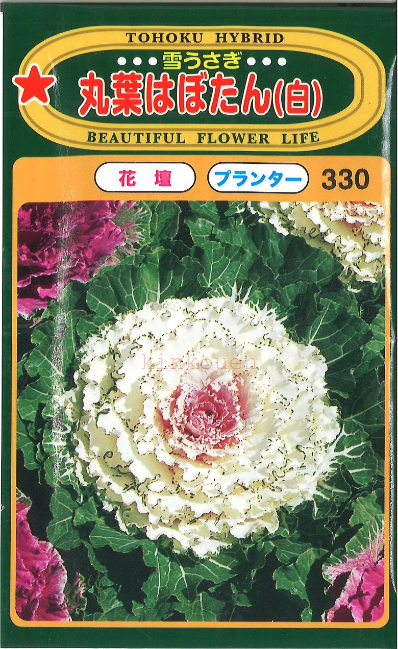 【代引不可】【送料5袋まで80円】 □ 雪うさぎ丸葉はぼたん白■種子種子 葉野菜 他 種種子 花 種 種子種子 葉野菜 他 種種子 花 種 種子種子 葉野菜 他 種種子 花 種 種子種子 葉野菜 他 種種子 花 種 種子種子 葉野菜 他 種種子 花