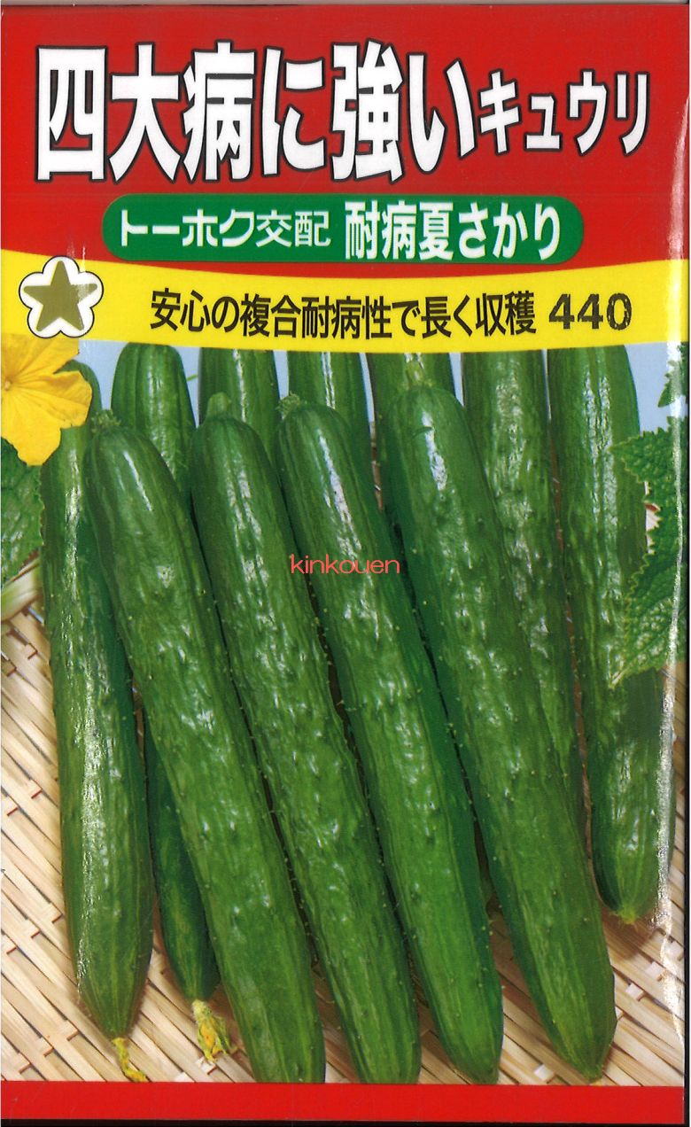 12月中旬より発送 【代引不可】【送料5袋まで80円】 seed たね tane 種 種子 □四大病に強いキュウリ耐病夏さかり ◇種子種子 キュウリ 種四大病に強いキュウリ耐病夏さかり種子種子 キュウリ 種 seed たね tane 種 種子四