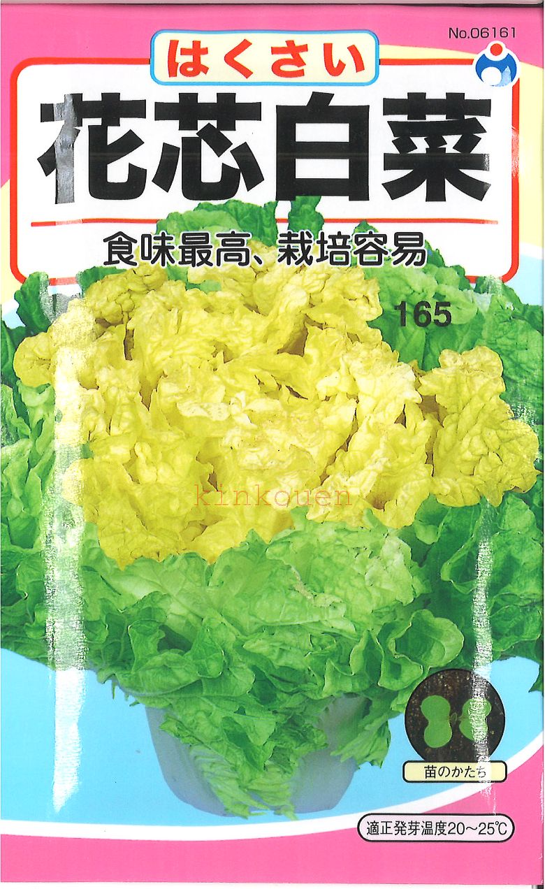 【代引不可】【送料5袋まで80円】◇ seed たね tane 種 種子 タネ □花芯白菜ハクサイの種■種子 ハクサイ 種種子 ウタネ 種子 ハクサイ 種種子 ウタネ 種子 ハクサイ 種種子 ウタネ 種子 ハクサイ 種種子 ウタネ 種子 ハクサイ■