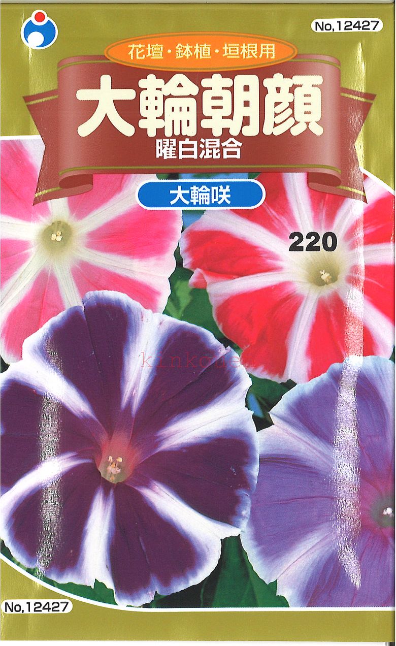 【代引不可】【送料5袋まで80円】◇ seed たね tane 種 種子 タネ □大輪朝顔曜白混合■花 種種子 ウタネ 花 種種子 ウタネ 花 種種子 ウタネ 花 種種子 ウタネ 花 種種子 ウタネ 花 種種子 ウタネ 花 種種子 ウタネ 花 種種