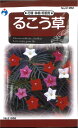 【代引不可】【送料5袋まで80円】 seed たね tane 種 種子 □るこう草 ◇種子種子 花 種るこう草種子種子 花 種 seed たね tane 種 種...