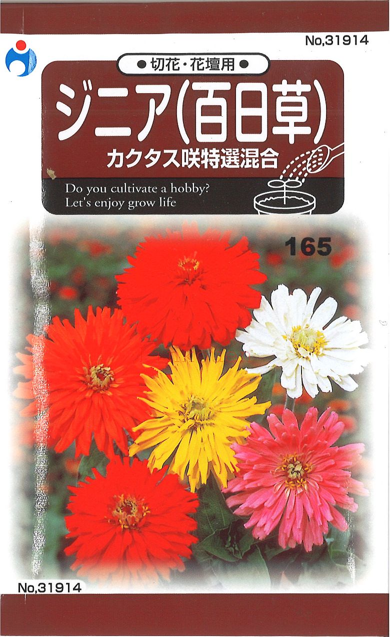 【代引不可】【送料5袋まで80円】 □ジニア 百日草 カクタス咲特選