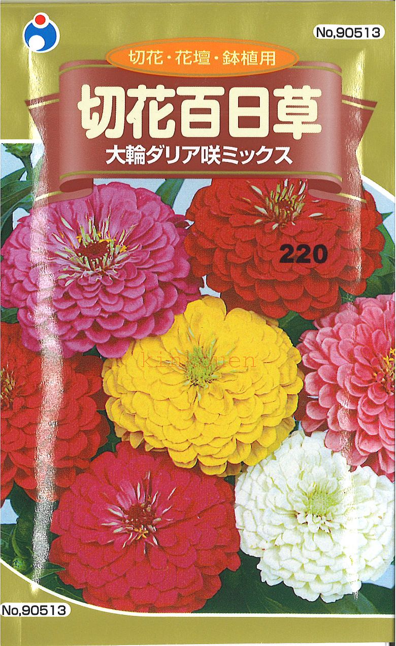 【代引不可】【送料5袋まで80円】 □切花百日草 大輪ダリヤ咲