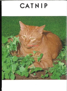 【代引不可】【送料5袋まで80円】 seed たね tane 種 種子 □キャットニップ ネペタカタリア 猫ねこネコ ◇種子種子 ハーブ 種キャットニップ ネペタカタリア 猫ねこネコ種子種子 ハーブ 種 seed たね tane 種 種