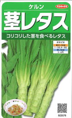 【代引不可】【送料5袋まで80円】 □ ケルン茎レタス■葉野菜 他 種種子 ブロッコリー カリフラワー レタス 種 葉野菜 他 種種子 ブロッコリー カリフラワー レタス 種 葉野菜 他 種種子 ブロッコリー カリフラワー レタス 種 葉野菜 他 種