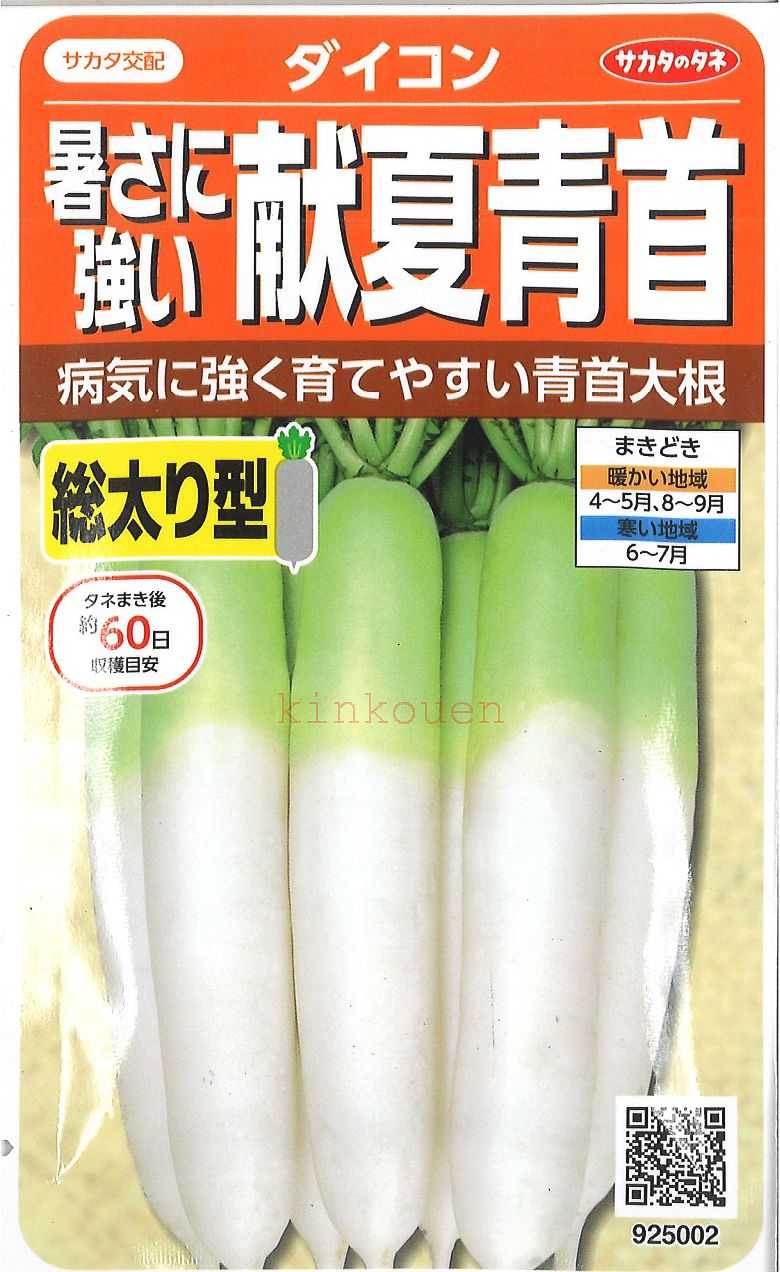 □ ダイコン暑さに強い献夏青首■種子 大根 カブ 種 種子 大根 カブ 種 種子 大根 カブ 種 種子 大根 カブ 種 種子 大根 カブ 種 種子 大根 カブ 種 種子 大根 カブ 種 種子 大根 カブ 種 種子
