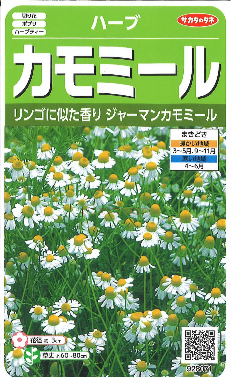 ハーブ 種ローマンカモミール　藤田種子