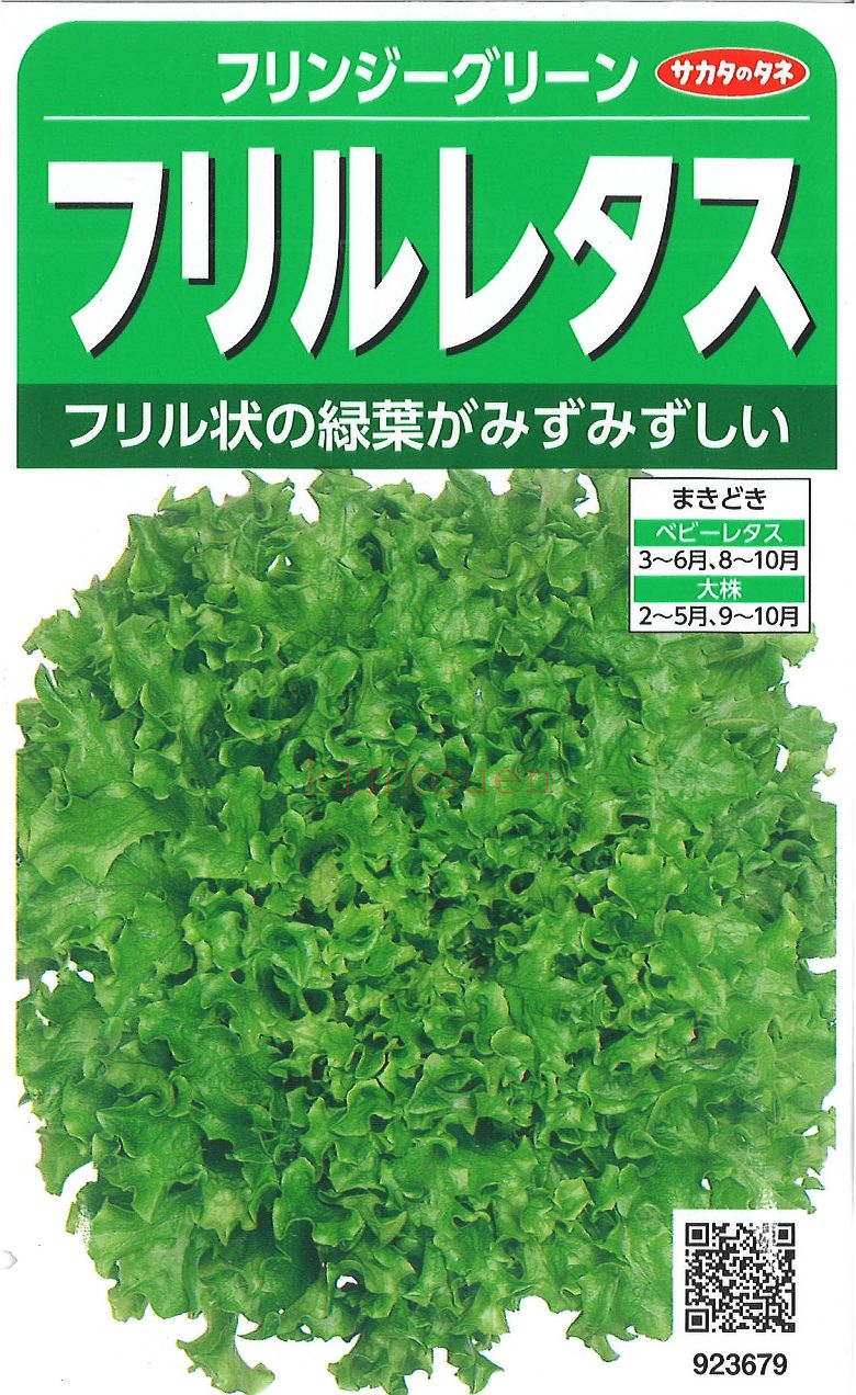 【代引不可】【送料5袋まで80円】 フリンジーグリーンフリルレタス 葉野菜 他 種種子 種子そ 他種子 ブロッコリー カリフラワー レタス 種 葉野菜 他 種種子 種子そ 他種子 ブロッコリー カリ…