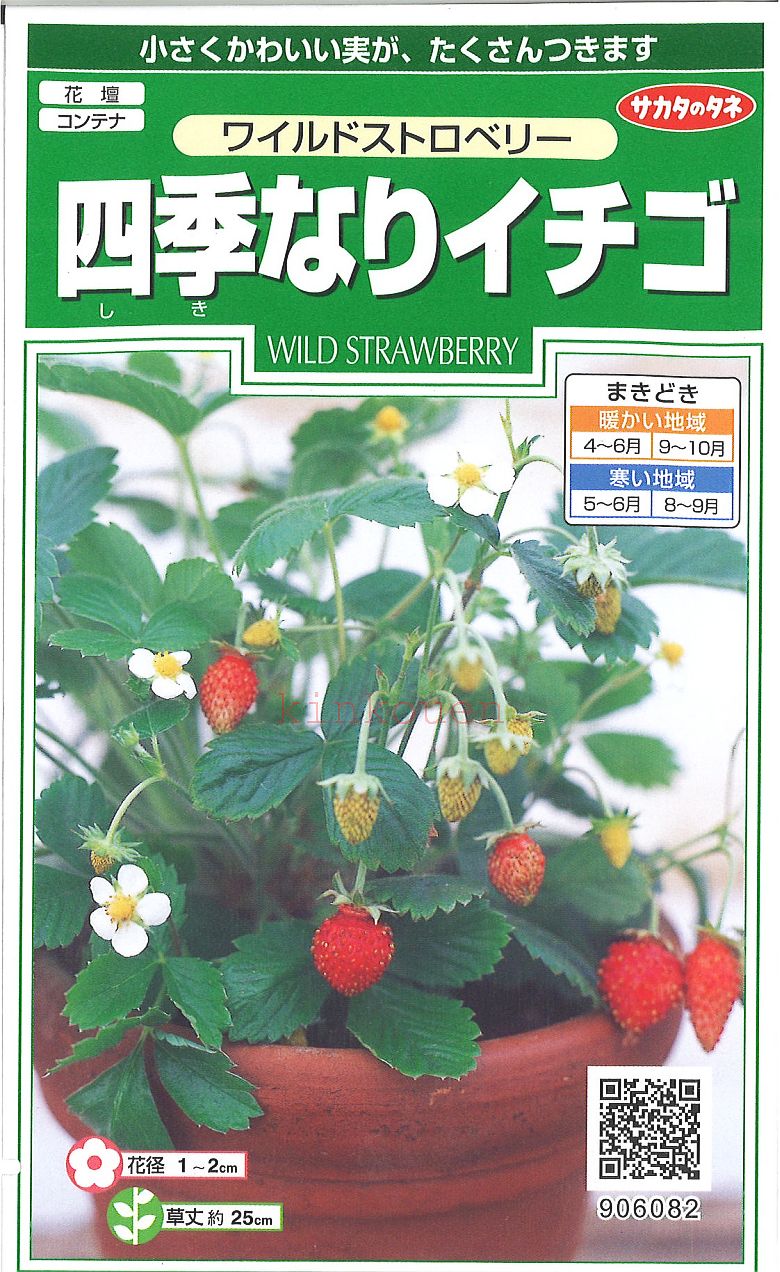 【代引不可】【送料5袋まで80円】 □ ワイルドストロベリー四季なりイチゴ■葉野菜 他 種種子 種子そ 他 葉野菜 他 種種子 種子そ 他 葉野菜 他 種種子 種子そ 他 葉野菜 他 種種子 種子そ 他 葉野菜 他 種種子 種子そ 他 葉野菜