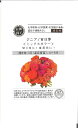 【代引不可】【送料5袋まで80円】◇ seed たね tane 種 種子 タネ □ジニア百日草ミックスカラー■花 種 花 種 花 種 花 種 花 種 花 種 花 種 花 種 花 種 花 種 花 種 花 種 花 種■花 種 花 種 花 種 花 種■