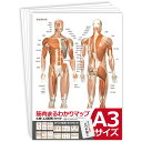 筋肉まるわかりマップ6枚セット【A3サイズ:パウチ仕様】