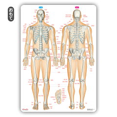 骨靱帯関節名前下敷き「骨と関節まるわかりシート」勉強学習覚えるA4サイズ両面カラープラスチック暗記