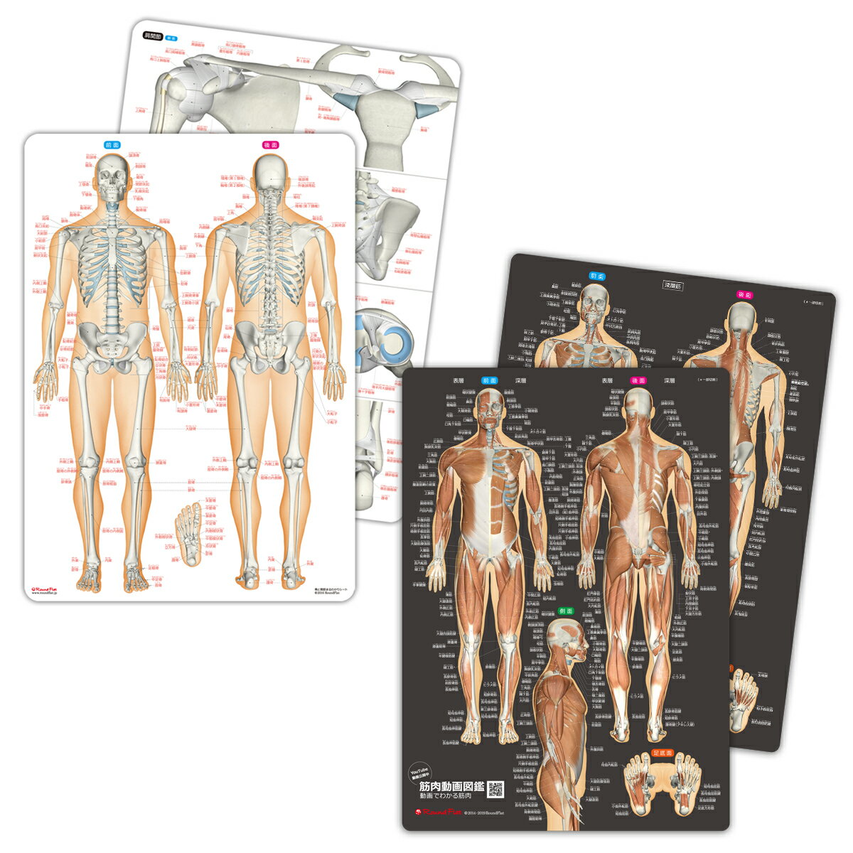 人体 名前 下敷き 「筋肉（改訂版）＆骨と関節 人体まるわかりシート2枚セット【ふりがな付き】」 勉強 学習 覚える A4サイズ 両面カラー プラスチック 暗記 送料無料 キャンペーン