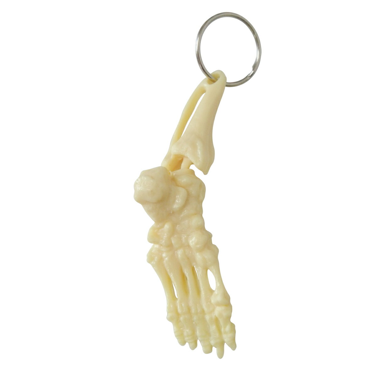 人体模型 キーホルダー 「骨格キーホルダー（足）」 骨格標本 送料無料 キャンペーン