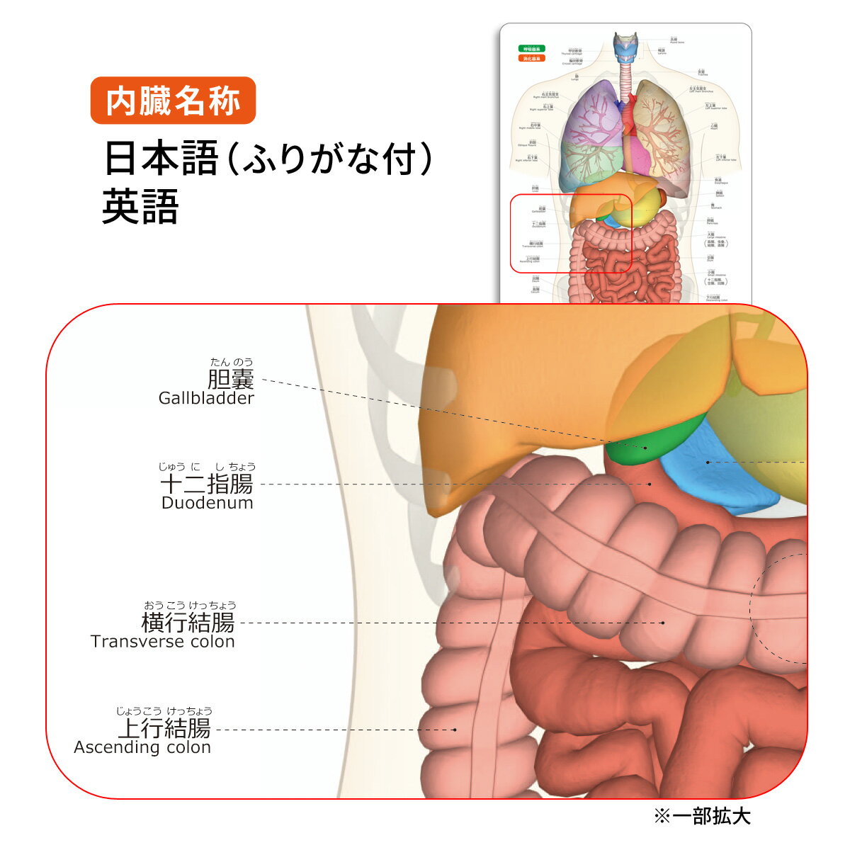 ��¡ ̾�� ���ߤ� ����¡�ޤ�狼�ꥷ���ȡ� �դ꤬�� �Ѹ� �ٶ� �ؽ� �Ф��� A4������ ξ�̥��顼 �ץ饹���å� �ŵ� ����̵��