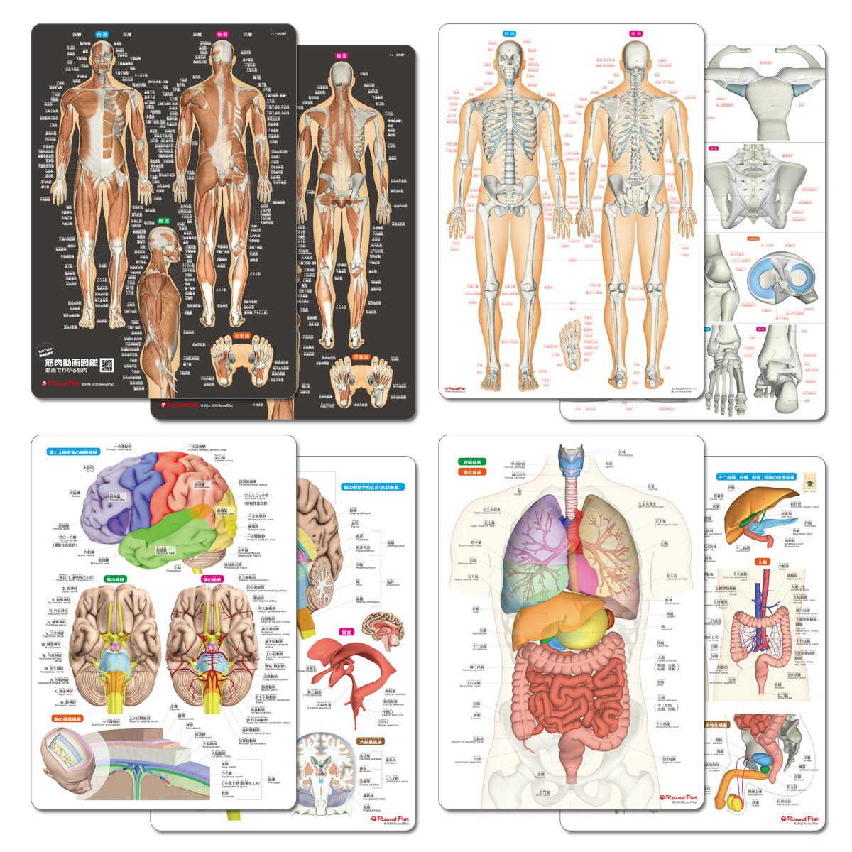 人体 名前 下敷き 「筋肉＆骨と関節＆脳＆内臓　人体まるわかりシート4枚セット」 解剖学 名称 勉強 学習 覚える A4 両面カラー プラスチック 暗記 ふりがな 英語