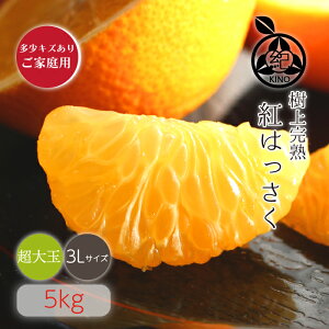 みかん 紅はっさく 送料無料【3Lサイズ 5kg】多少キズありご家庭用和歌山県 紀南産 希少な樹上完熟昭和26年創業 目利きで選ぶこだわりみかん産地より直送 新鮮なままお届けします