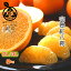 ◆完熟 紅はっさく【送料無料】◆ 秀品【2L/3Lサイズ(大玉) 5kg】樹上熟成 はっさく ハッサク 八朔紀州 和歌山 紀南 田辺 みかん ミカン フルーツ 果物 送料無料秀品 特選 糖度 贈答用 贈り物 ギフト 5kg 紀の