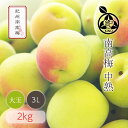 南高梅 送料無料 【本場紀州産】中熟【 3L サイズ 2kg 】産地の市場で厳選したブランド梅を、その日のうちに丁寧に手詰めし発送致します和歌山 みなべ 田辺 生梅 大玉 大粒 予約梅酒用 梅シロップ用 梅ジュース用 梅干し用 半熟 紀の