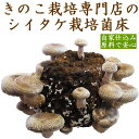 【国産乾燥キクラゲ(20g)セット】しいたけ 栽培キット 菌...
