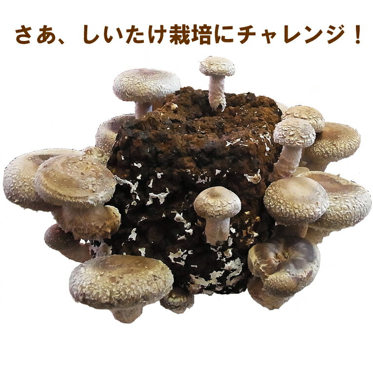 しいたけ 栽培キット 菌 粉末 菌床 栽培 収穫 きのこ 栽培【一部地域を除き送料無料】のサムネイル