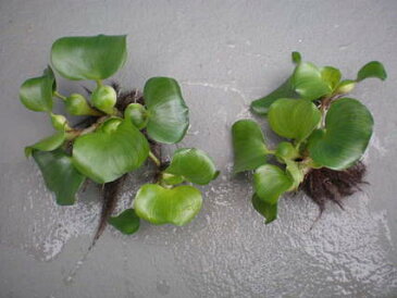 ホテイアオイMサイズ　5株セット/ホテイ草　【ほてい草　水草　めだか産卵床　淡水魚】　紀の国めだか