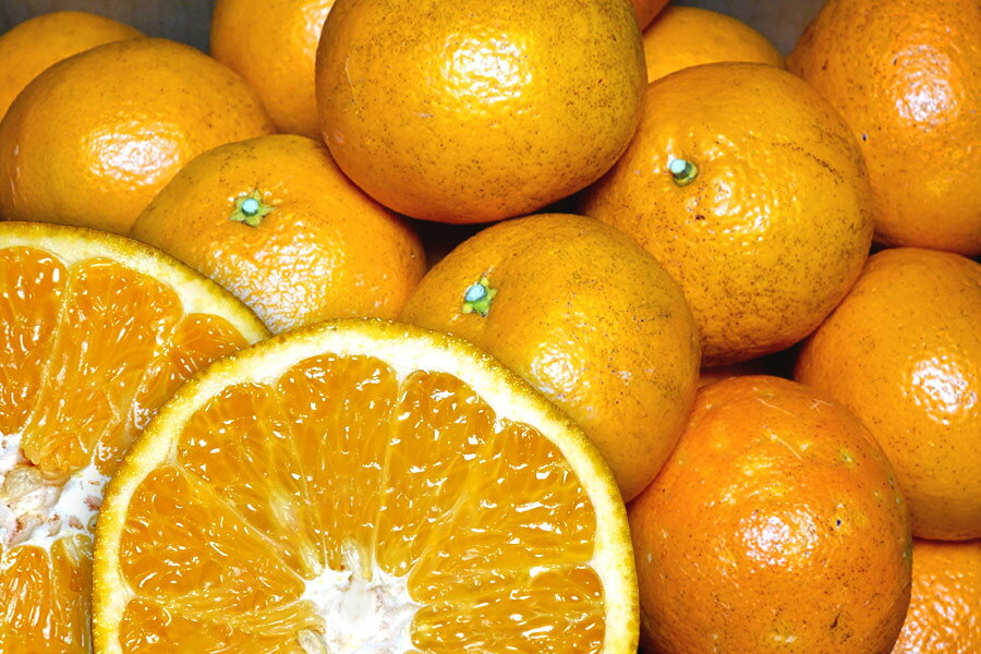 【訳あり】 いよかん8kg 和歌山県産 【送料無料】(北海道・沖縄県は送料1700円） /伊予柑 家庭用　果物　柑橘　食品　健康　健康維持　冬　ビタミン　風邪　予防　ジューシ—　採れたてのサムネイル