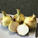 【訳あり】新玉ねぎ 10kg 和歌山県産【送料無料】(北海道...