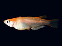 (めだか/メダカ) 久保楊貴妃メダカ 20匹 【楊貴妃めだか 観賞魚 淡水魚】 紀の国めだか(4)