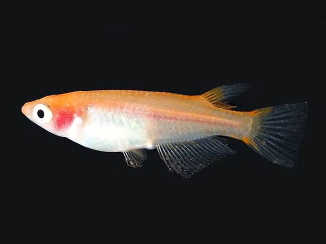 （めだか/メダカ）楊貴妃透明鱗メダカ　未選別稚魚(SS〜Sサイズ)　10匹　【透明鱗めだか　楊貴妃めだか　観賞魚　淡水魚】　紀の国めだかのサムネイル