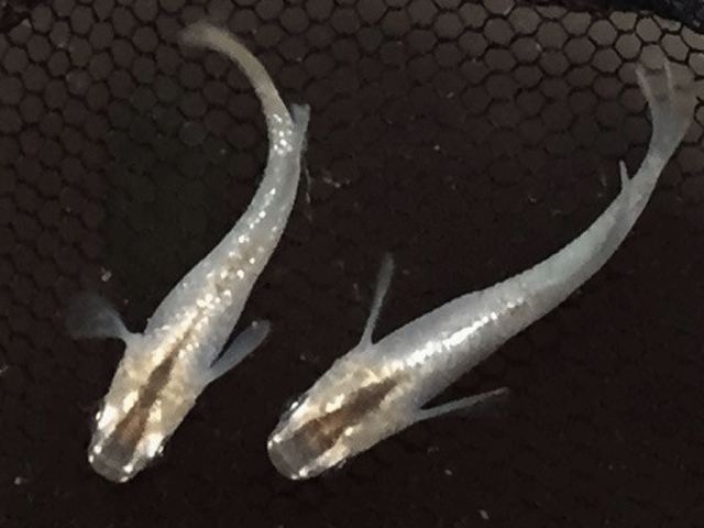 （めだか/メダカ）　シルバーラメヒカリ（ホタル）メダカ　5匹　【ラメめだか　ヒカリめだか　淡水魚】　紀の国めだかのサムネイル