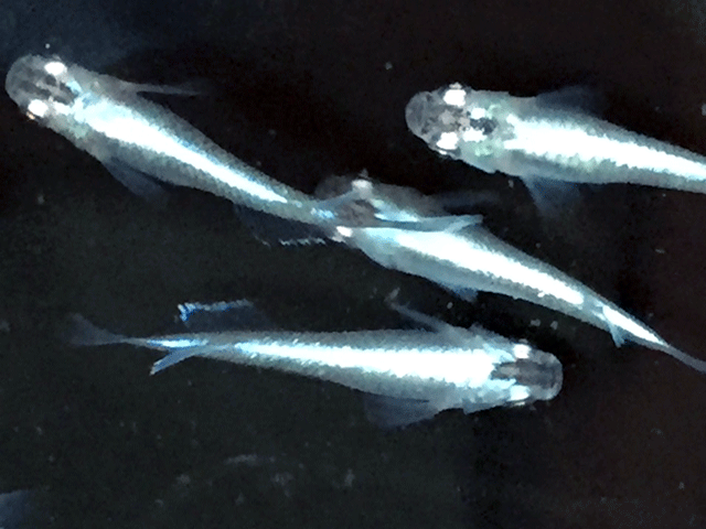 みゆきメダカ みんな探してる人気モノ みゆきメダカ みゆきメダカ みんな探してる人気モノ みゆきメダカ